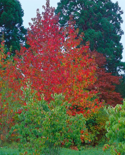Liquidambar styraciflua, Amberbaum, 60–80 cm