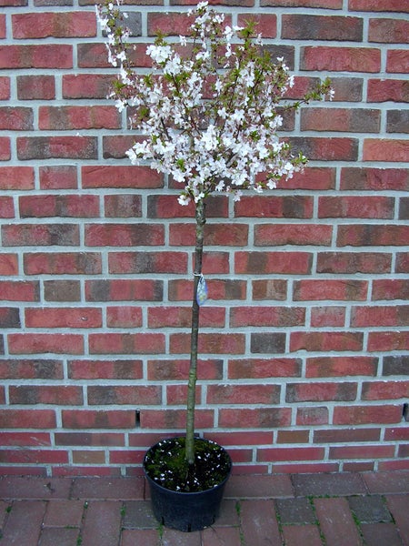 Prunus nipponica 'Brillant'- Stämmchen, Japanische Zierkirsche, Höhe inklusive Topf: 120-130 cm