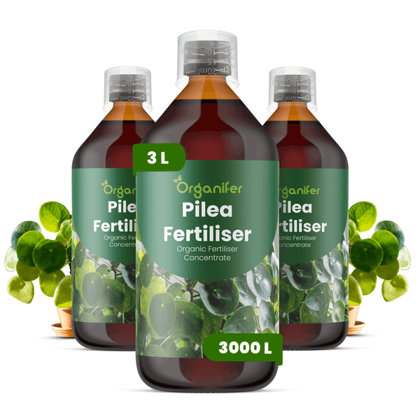 Organifer Pilea Dünger, organisches Flüssigdünger-Konzentrat, 3 Liter Set für 3000 Liter Wasser, für Zimmerpflanzen.