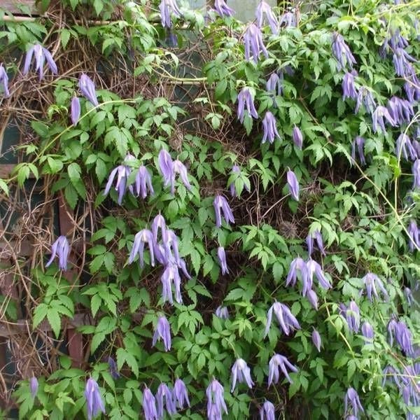 Blühende Clematis an einem Spalier im Garten.