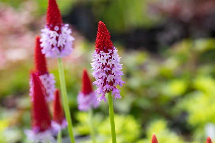 Nahaufnahme einer Primel mit roten und violetten Blüten im Garten.