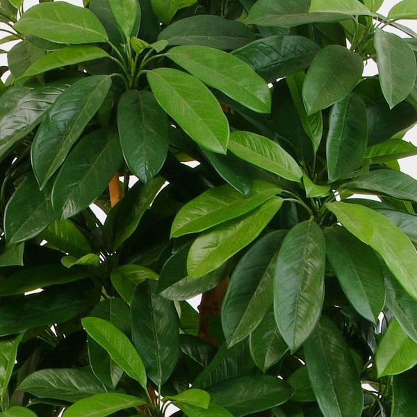 Detailansicht von grünen Blättern einer künstlichen Pflanze mit deutlicher Blattstruktur.