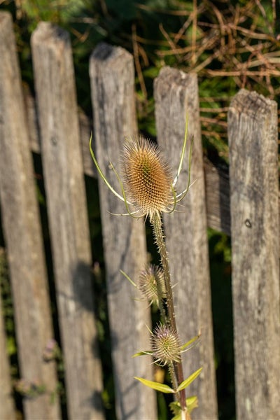 Dipsacus sativus, Weberkarde, ca. 9x9 cm Topf