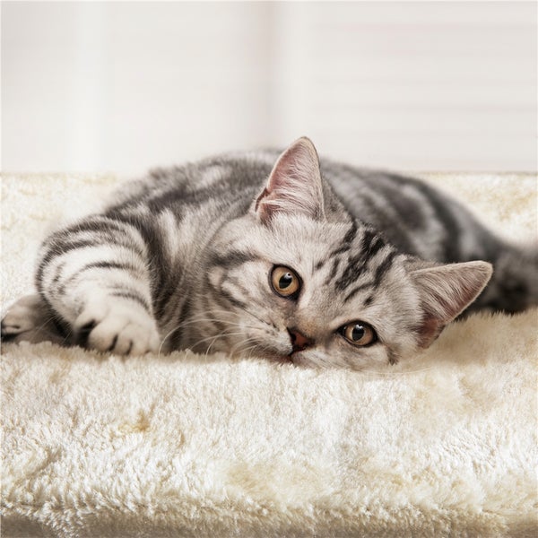 Eine getigerte Katze ruht auf einem flauschigen Kissen.