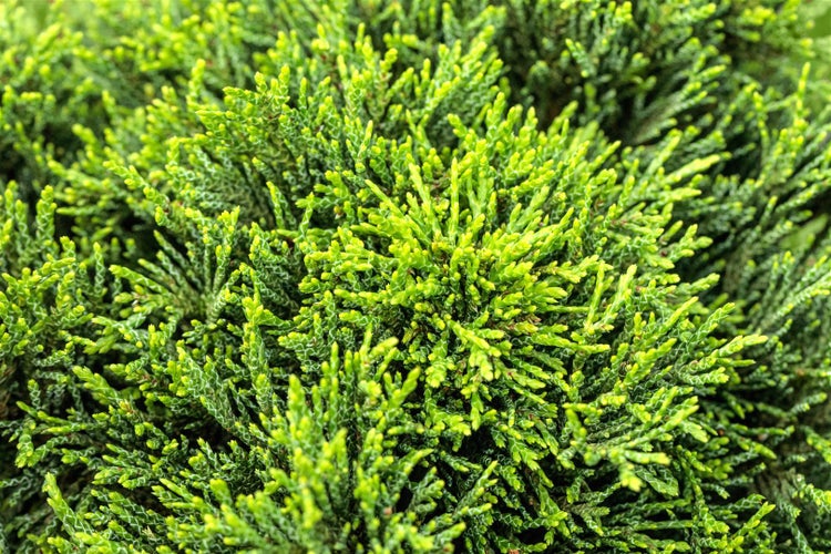 Chamaecyparis lawsoniana 'Green Globe', Kugelzypresse, 15–20 cm