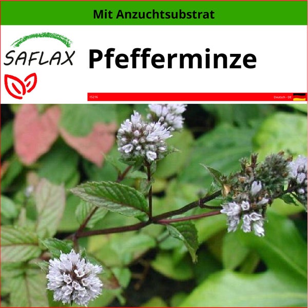 SAFLAX  - Pfefferminze - Mentha piperita - 300 Samen - Mit keimfreiem Anzuchtsubstrat