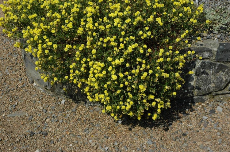 Helianthemum x cult. 'Gelbe Perle', gelb, ca. 9x9 cm Topf