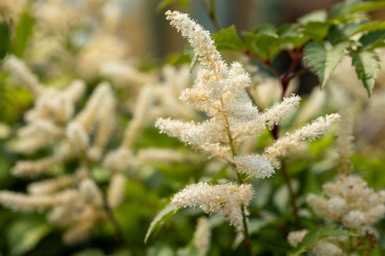 Astilbe japonica 'Washington', Prachtspiere, weiß, ca. 9x9 cm Topf