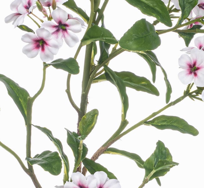 Nahaufnahme eines grünen Monstera-Blattes mit Blattadern und Schlitzen.