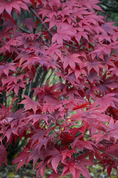 Acer palmatum 'Atropurpureum', Japanischer Ahorn, rotlaubig, 60–80 cm