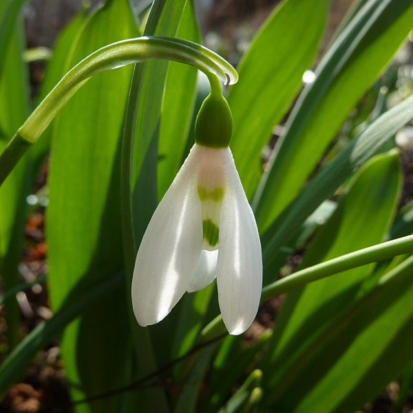 Schneeglöckchenblüte mit grünen Blättern im Hintergrund