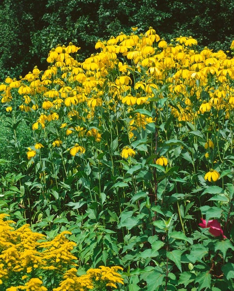 Rudbeckia nitida 'Herbstsonne', Sonnenhut, gelb, ca. 11x11 cm Topf