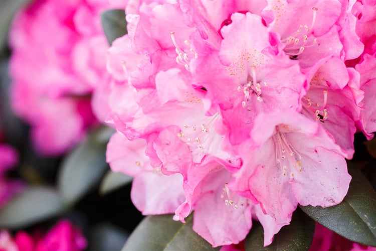 Rhododendron yakushimanum 'Polaris', rosa Blüten, 25–30 cm