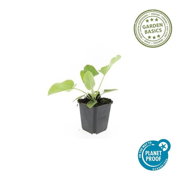 Junge Pflanze mit grünen Blättern im schwarzen Topf. Garden Basics Siegel für einfache Pflege und Planet Proof Zertifizierung für Nachhaltigkeit.