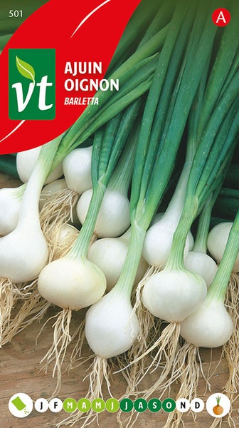 Barletta Zwiebel Setzlinge