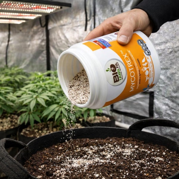 Eine Person streut Biotabs Mycotrex Bodenverbesserer aus einer weißen Dose auf Erde in einen Pflanzsack in einem Growzelt.