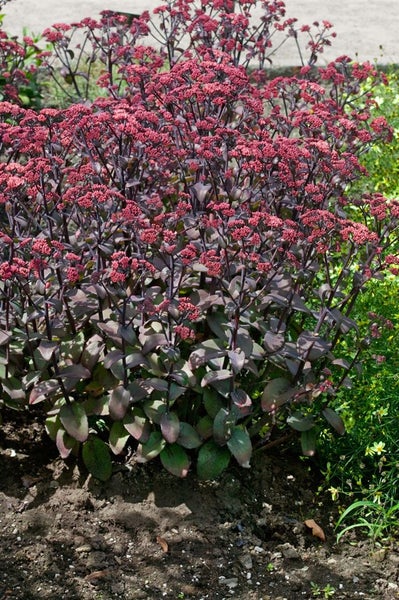 Sedum telephium 'Xenox', Fetthenne, dunkelrot, 2 Liter Container