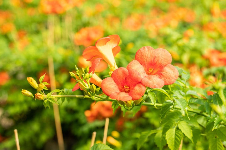 Campsis radicans 'Grandiflora', Trompetenblume, orange, 60–100 cm