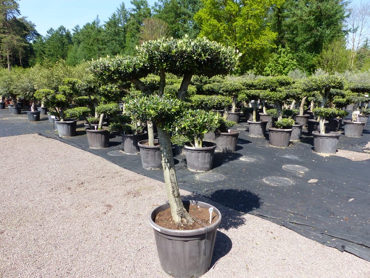 Olivenbaum 4 Pon Pon Bonsai Formgehölz Gartenbonsai Olea europaea Olive winterhart