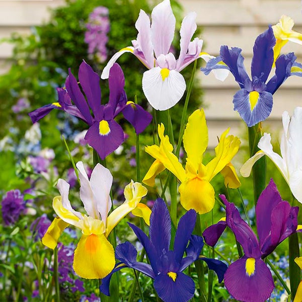 Bloomique – Mischung aus 50 – Iris Hollandica – Holländische Schwertlilie – Farbmischung – Blumenzwiebeln – Frühlingsblüte – Mehrjährige Pflanzen – Wird bis zu 50–60 cm groß