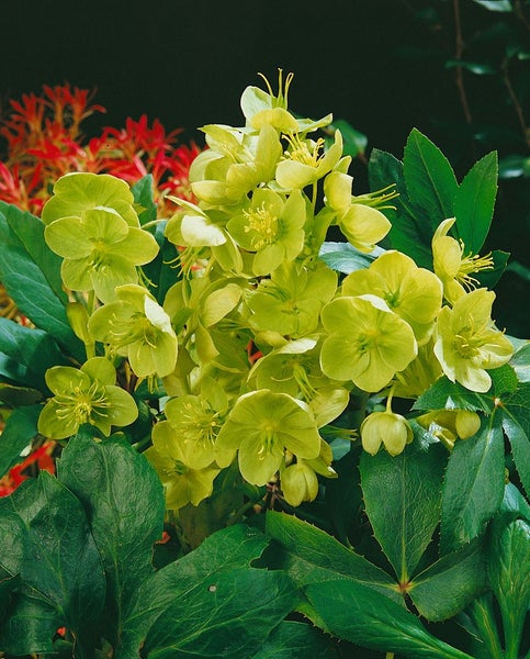 Nahaufnahme einer Gruppe von Lenzrosen mit grünen Blüten und dunkelgrünen Blättern