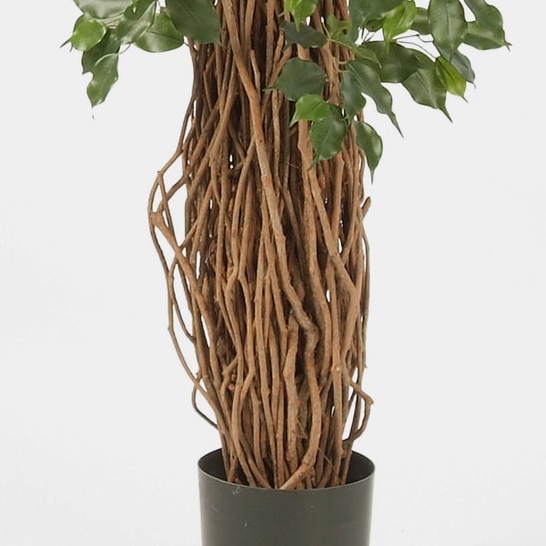 Künstliche Ficus Pflanze mit einem dicken Stamm aus vielen verschlungenen Zweigen und grünen Blättern in einem dunklen Topf.