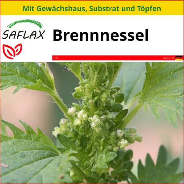 SAFLAX Anzucht Set - Brennnessel - Urtica urens - 150 Samen - Mit Mini-Gewächshaus, Anzuchtsubstrat und 2 Töpfen