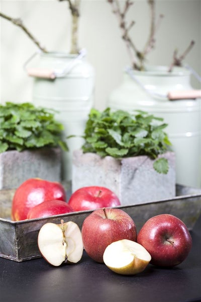 Malus 'Braeburn', Apfelbaum, 150–200 cm