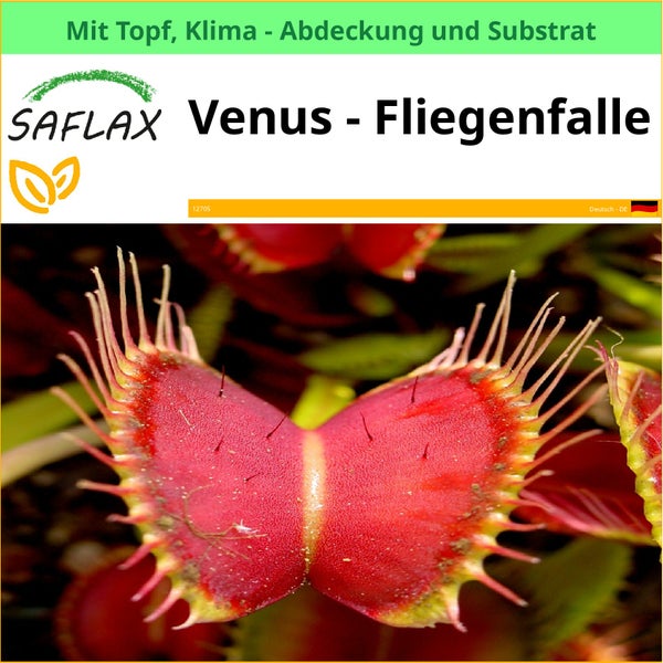 SAFLAX Garden to go - Venus - Fliegenfalle - Dionaea muscipula - 10 Samen - Mit Topf, Klima - Deckel und Anzuchtsubstrat