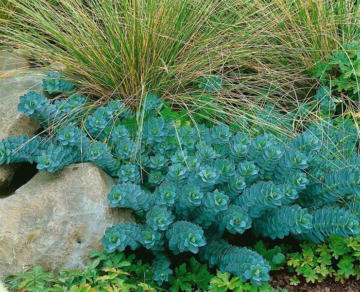 Wolfsmilch mit gelben Blüten im Gartenbeet