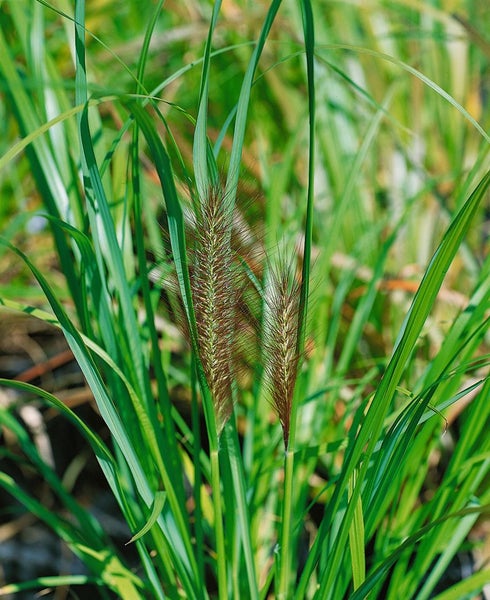 Pennisetum alopecuroides 'Moudry', Lampenputzergras, ca. 11x11 cm Topf