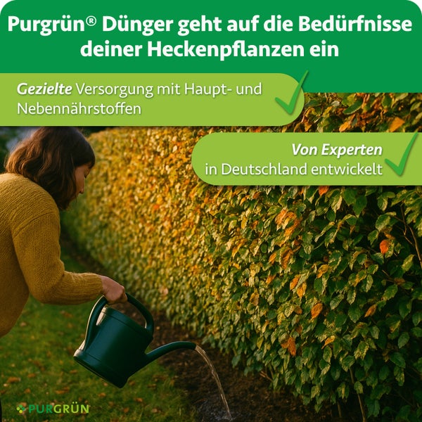 Eine Person gießt eine Hecke mit einer Gießkanne im Garten, ergänzt durch Text zu Purgrün Heckendünger und Fachwissen aus Deutschland.