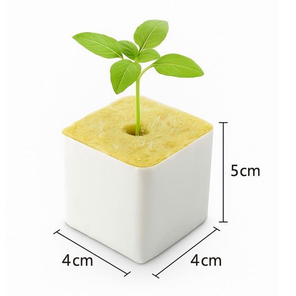 Basilikumpflanze in einem 4 x 4 x 5 Zentimeter großem Anzuchtwürfel