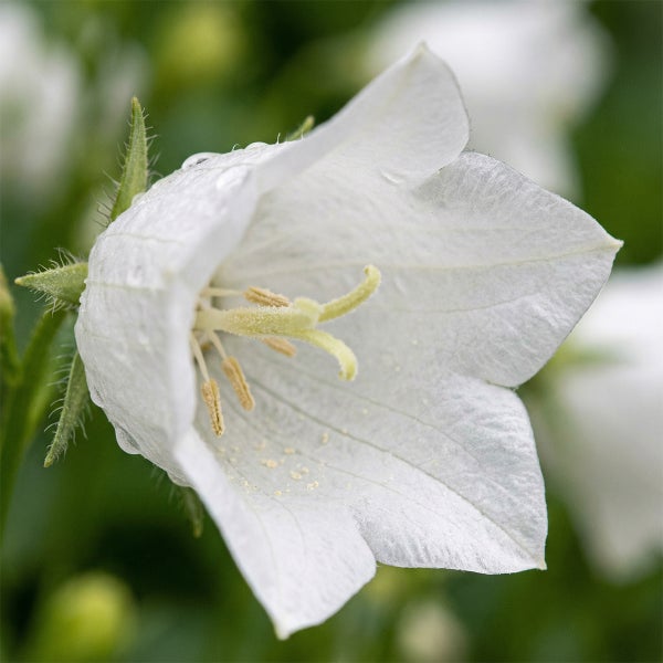 Weiße Glockenblume in Nahaufnahme mit sichtbaren Staubblättern und Wassertropfen.