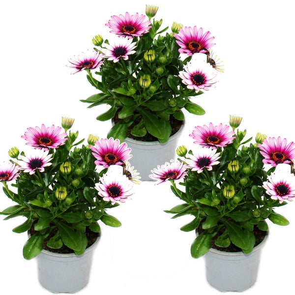 Kapkörbchen - Osteospermum ecklonis - 11cm Topf - Set mit 3 Pflanzen - rosa