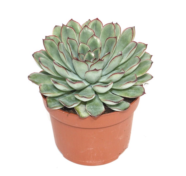 Echeveria pulidonis - grosse Pflanze im 12cm Topf