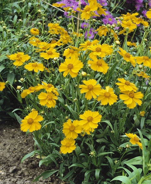 Coreopsis lanceolata 'Sterntaler', Mädchenauge, gelb, ca. 9x9 cm Topf