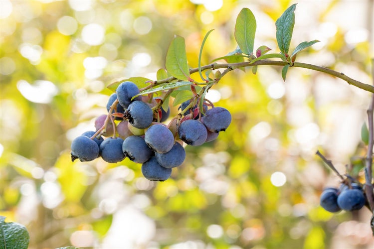 Eine Gruppe reifer Blaubeeren an einem Strauch mit grünen Blättern.