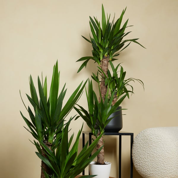 Bloomique - 2er Set - Yucca Elephantipes - Yucca Palme - Palmlilie - Zimmerpflanzen - Pflegeleicht - Luftreinigend - Höhe 80-100 cm - Topf 21 cm