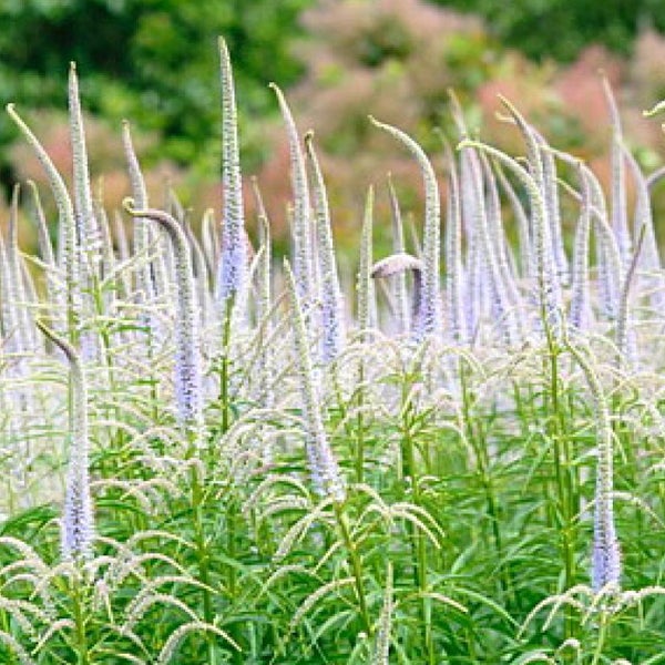 Aussaat von Ehrenpreis im Garten