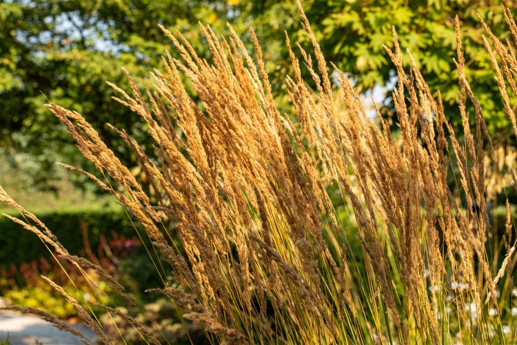 Calamagrostis x acutiflora 'Karl Foerster', Reitgras, ca. 9x9 cm Topf