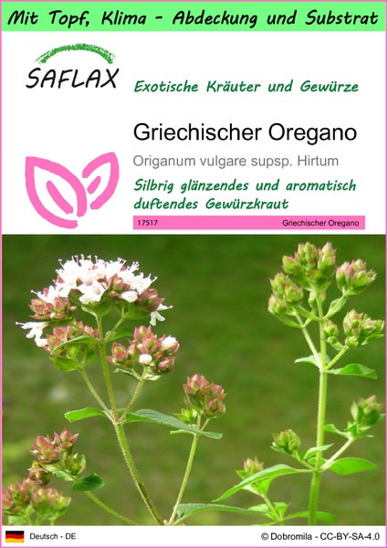 SAFLAX Garden to go - Griechischer Oregano - Origanum vulgare supsp. Hirtum - 600 Samen - Mit Topf, Klima - Deckel und Anzuchtsubstrat