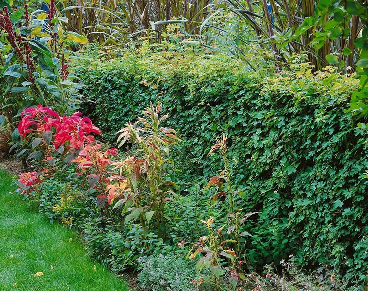 Acer campestre, Feldahorn, 40–60 cm