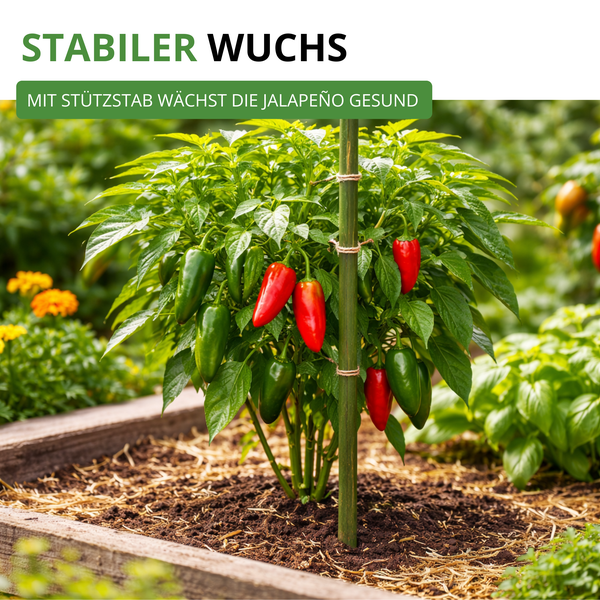 Jalapeño-Pflanze mit Früchten in einem Hochbeet, gestützt durch einen Stab für einen stabilen Wuchs.