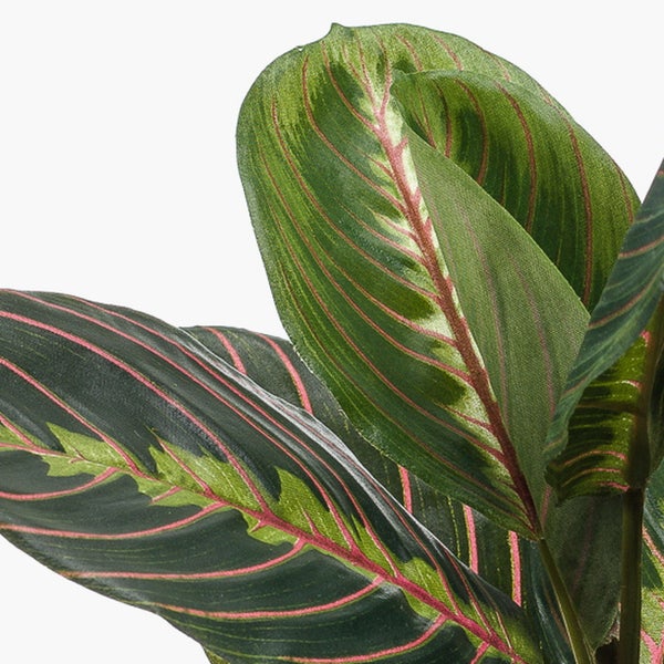 Nahaufnahme der Blätter einer Maranta leuconeura Zimmerpflanze mit rosa Blattadern und hellgrünem Muster.