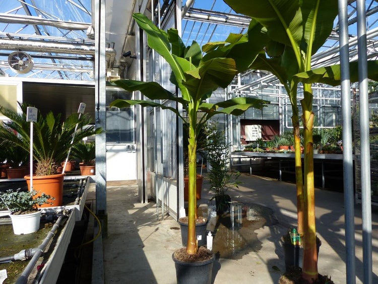 Bananenpflanzen Musa im Topf in einem hellen Gewächshaus neben einer Palmfarn-Pflanze.