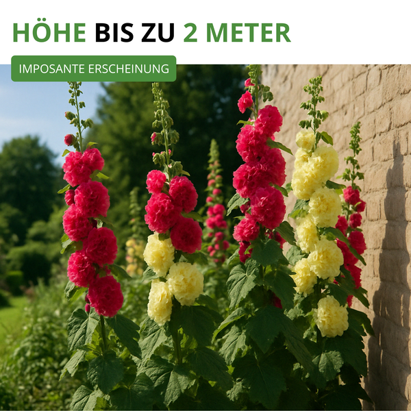 Stockrosen mit rosa und gelben gefüllten Blüten, die bis zu 2 Meter hoch wachsen, vor einer gemauerten Wand.