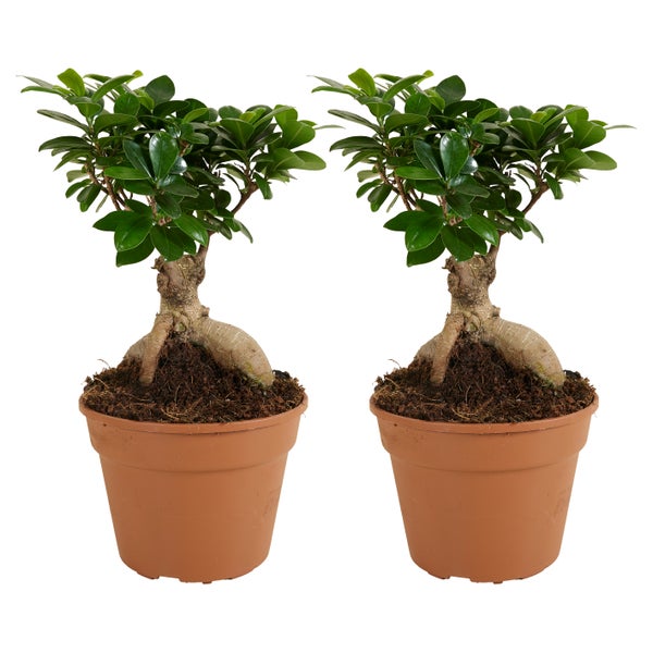 Bloomique - 2er Set - Ficus Ginseng - Bonsai Baum - Zimmerpflanzen - Pflegeleicht - Luftreinigend - Höhe 30-40 cm - Topf 17 cm