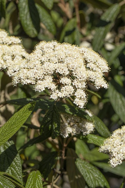 Viburnum rhytidophyllum, Immergrüner Schneeball, 40–60 cm