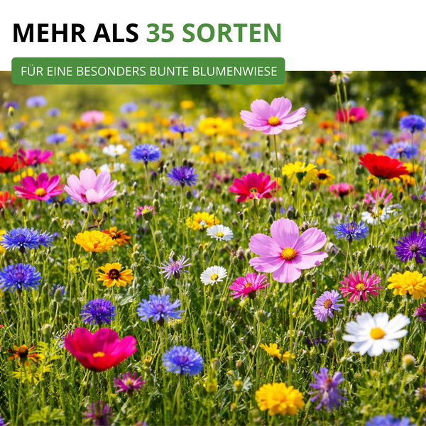 Bunte Wildblumenwiese mit über 35 verschiedenen Blumensorten für eine vielfältige Bepflanzung.